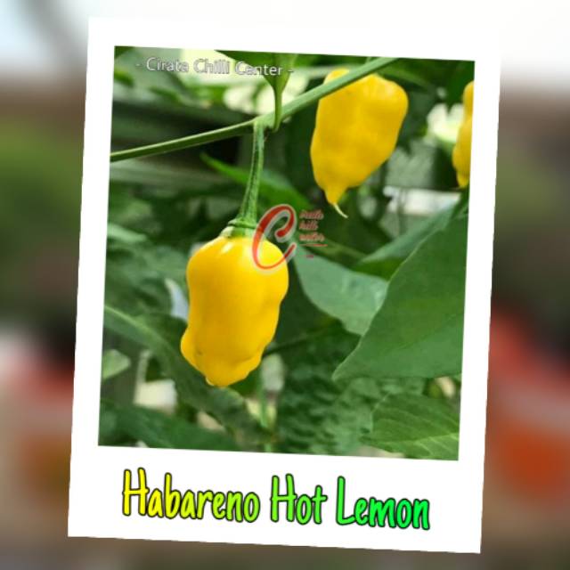 

Biji / Buah HABARENO HOT LEMON