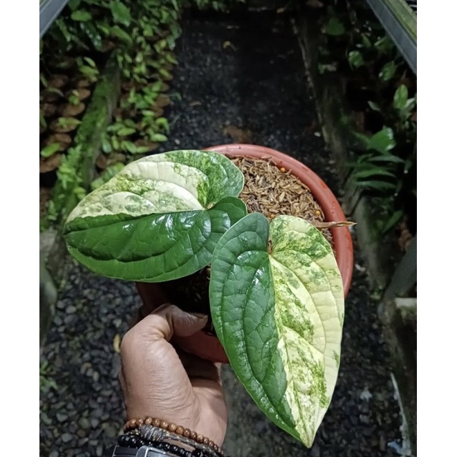Promo bibit tanaman hias anthurium sirih variegata /bibit bonggol tanaman hias