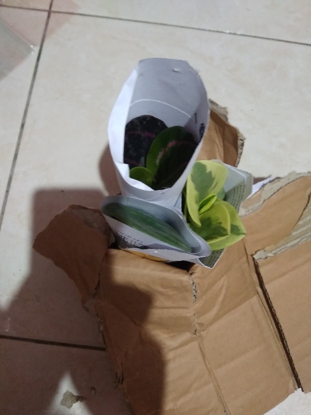 Tanaman Hias Calathea Murah Calathea Black Lipstik