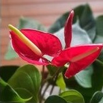 Bunga Anturium