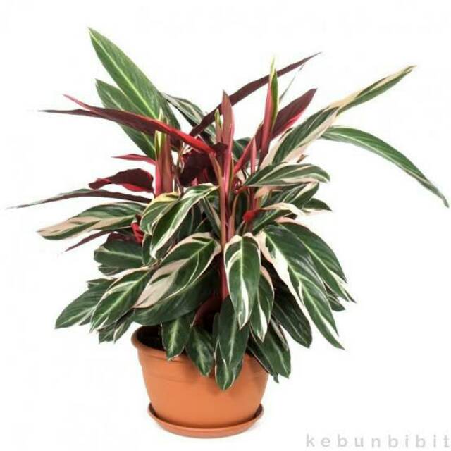 Tanaman hias meranti  bali  calathea  tricolor Shopee 