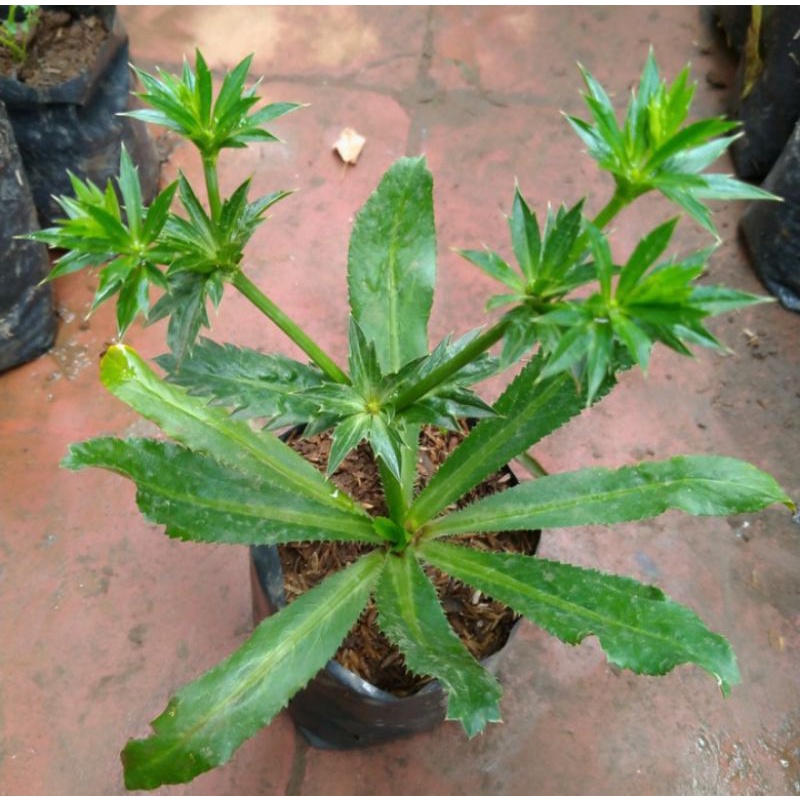 tanaman herbal walang sangit