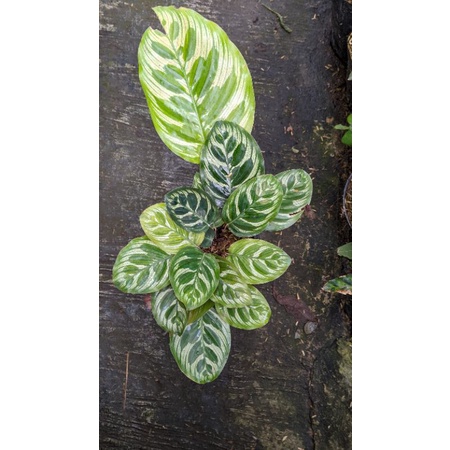 Calathea makoyana (REAL PICT)  - tanaman bunga calathea macan MURAH