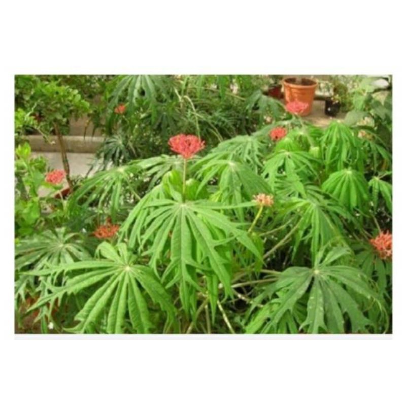 DAUN JARAK TINTIR ATAU JARAK CINA SEGAR 1 KG