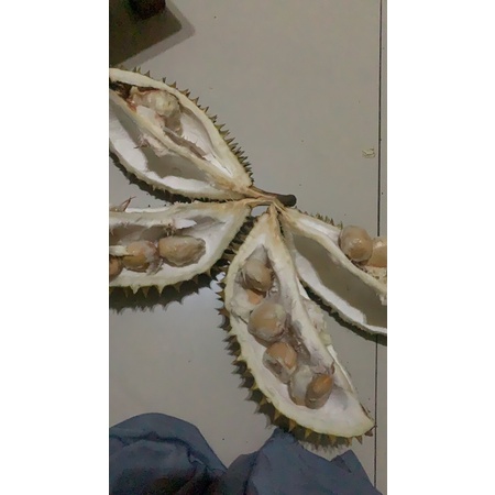 

DURIAN MONTOK