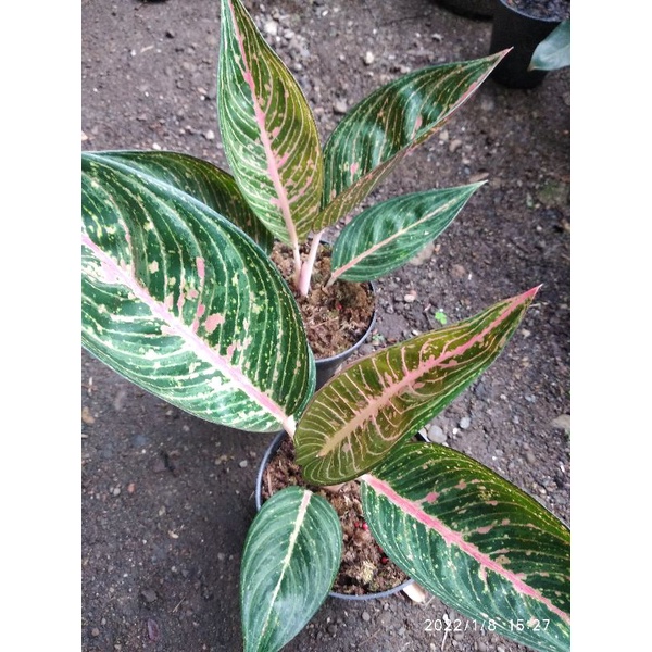 Aglonema Lagaci Hijau  Tanaman Hias