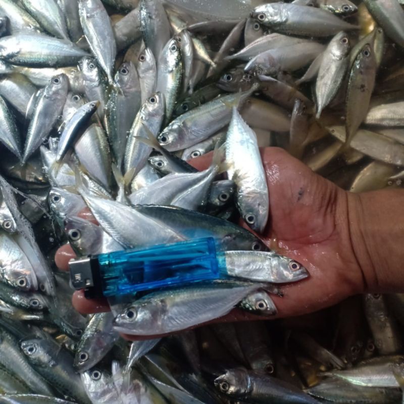 

ikan baby kembung