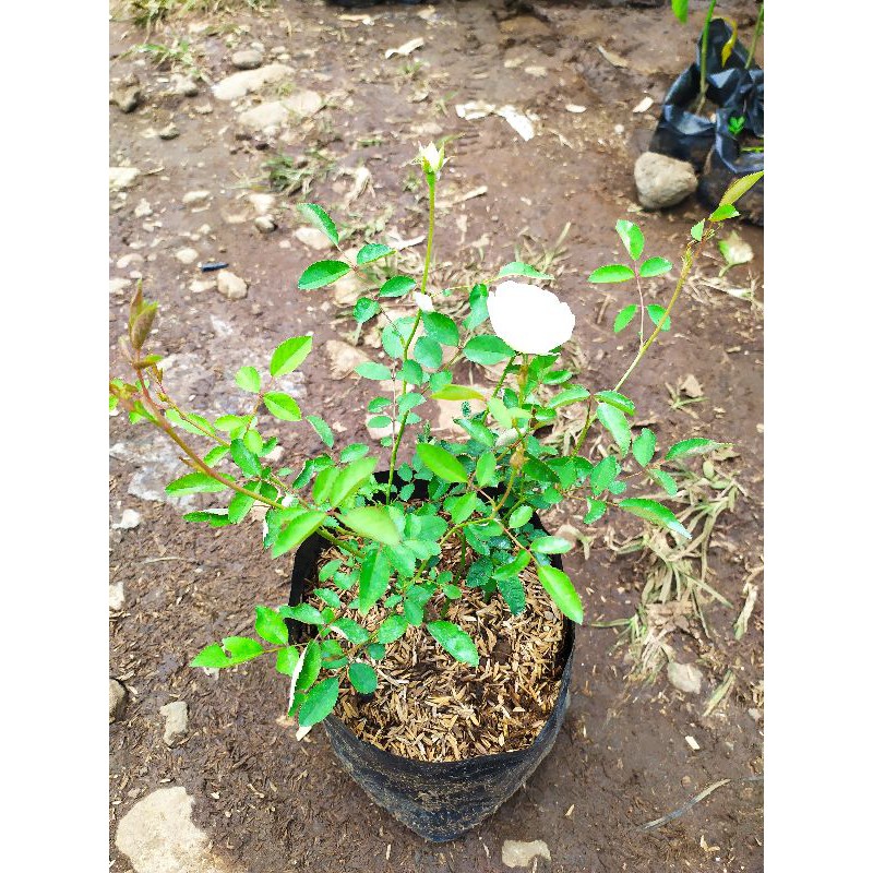 mawar kampung bunga putih bibit pohon mawar bunga putih
