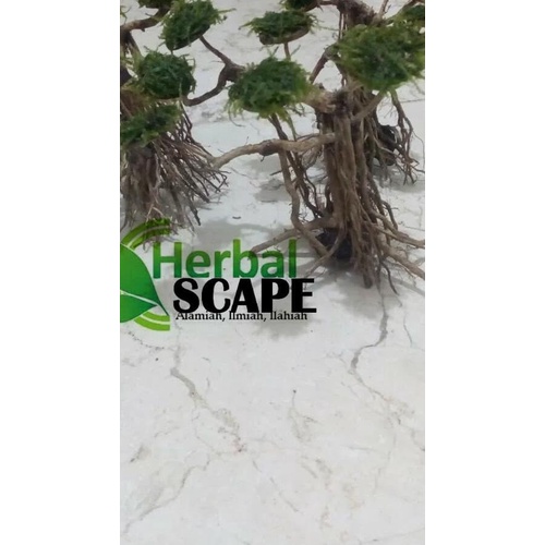 Aquascape kayu bonsai size M