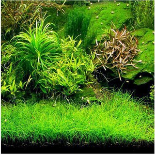 Bibit Benih Biji Rumput  Aquarium  COW LEAF GRASS Carpet 