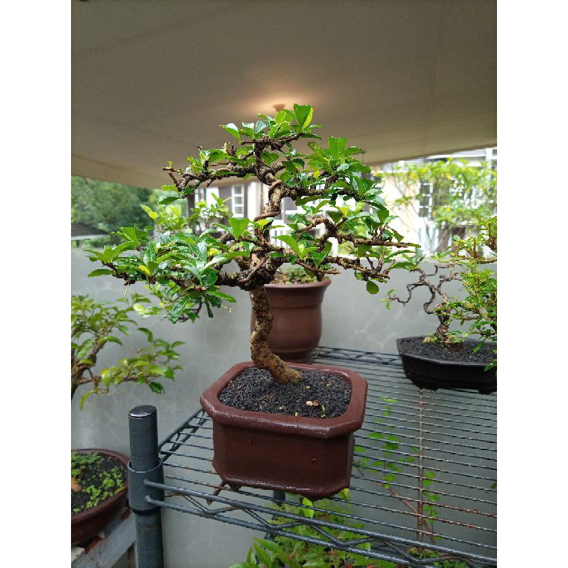 Bonsai Hokianti Small