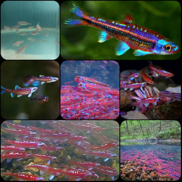 Ikan rainbow shiner untuk aquarium dan aquascape