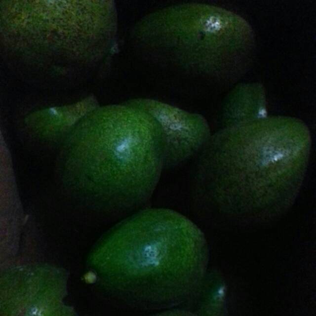 

Alpukat mentega super ( 1 kilogram 3- 4 buah)