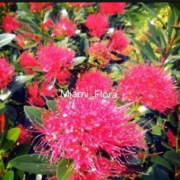 Tanaman hias Santos lemon bunga merah/bibit Santos lemon/bunga Santos lemon murah