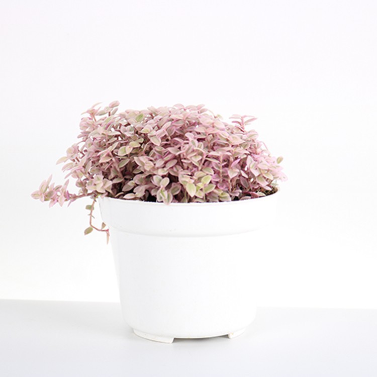 TANAMAN  CALLISIA REPENS PINK LADY