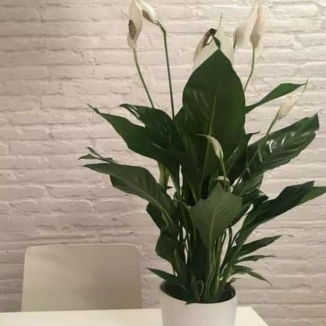 BISA COD Tanaan hias peace lily jumbo free pot cantik