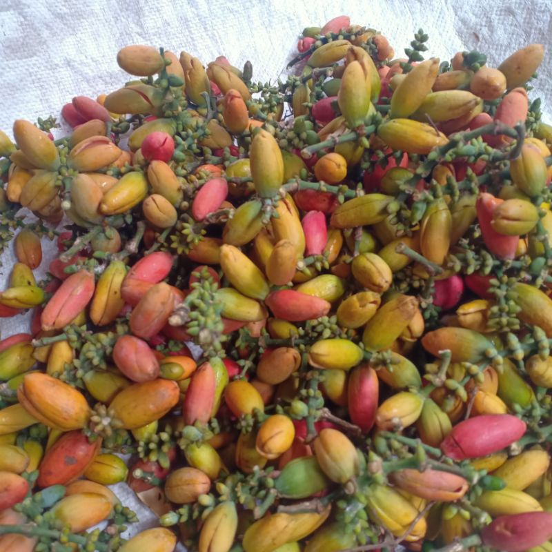

kulit tangkil mentah(melinjo kuning) 1kg