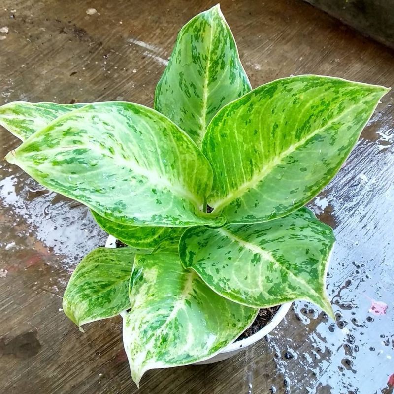 AGLONEMA SILVER QUEEN/AGLAONEMA SILVER QUEEN/AGLONEMA HIAS SILVER QUENN