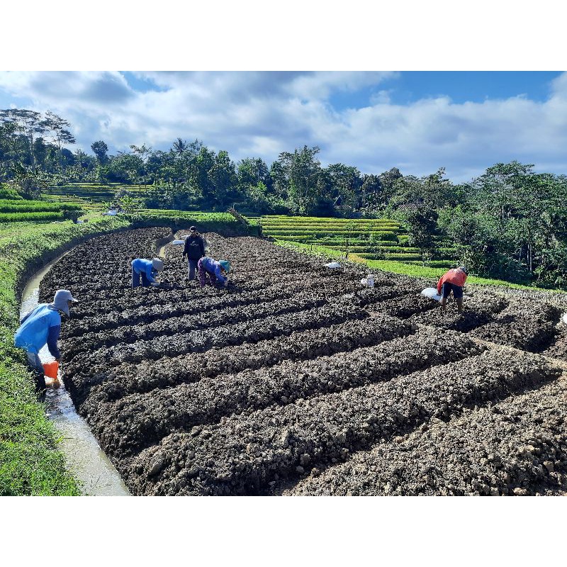 

kunyit kunir kering open rempah rempah jamu