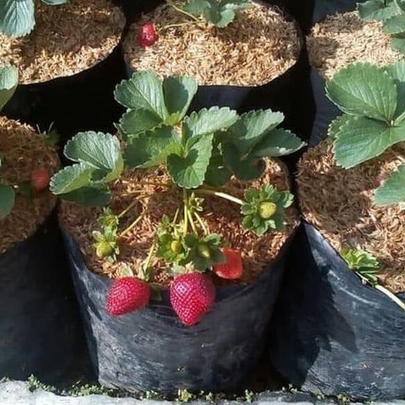 

『12.12』 Strawberry manis ✷