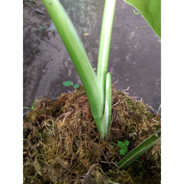 Monstera Varigata marble putih monvar