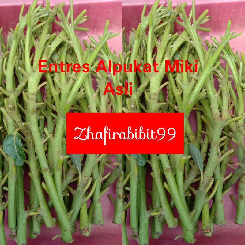 10 Entres Alpukat Miki Asli