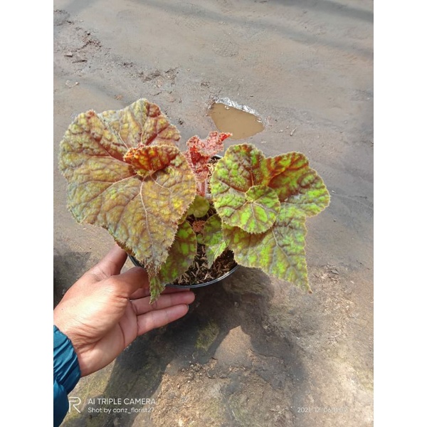Tanaman hias begonia keong madu