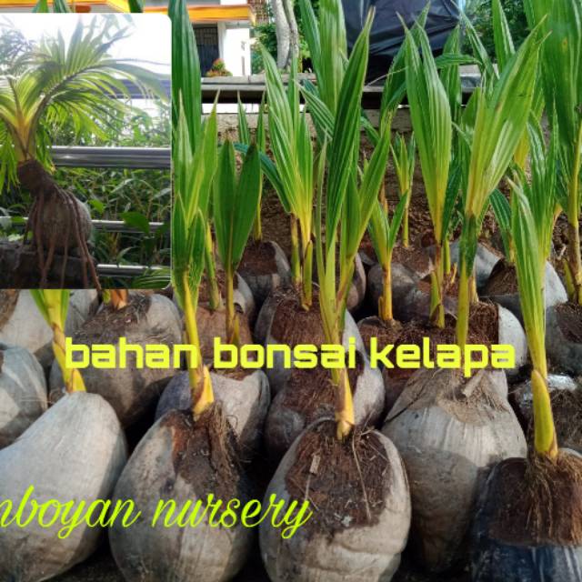 Bahan bonsai kelapa gading Kuning