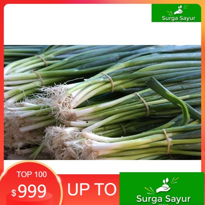 

SURGA SAYUR DAUN BAWANG (1ikat), UTK SEJABODETABEK BISA KIRIM INSTANT DGN GOSEND/GRAB