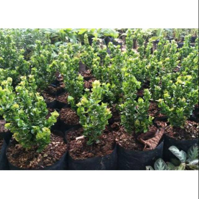 Tanaman hias bunga asoka tusuk sate - soka tusuk sate