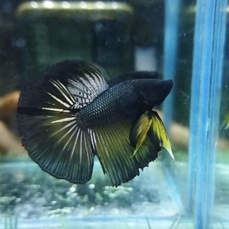 IKAN CUPANG HALFMOON/HM COPPER YELLOW WASH 100% REALPICT (KODE AJ17)