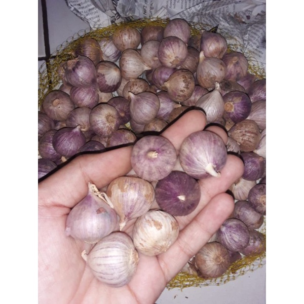 

bawangputih,bawang lanang, bawang tunggal
