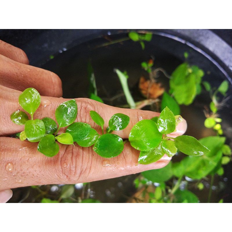 homalomena mini anakan