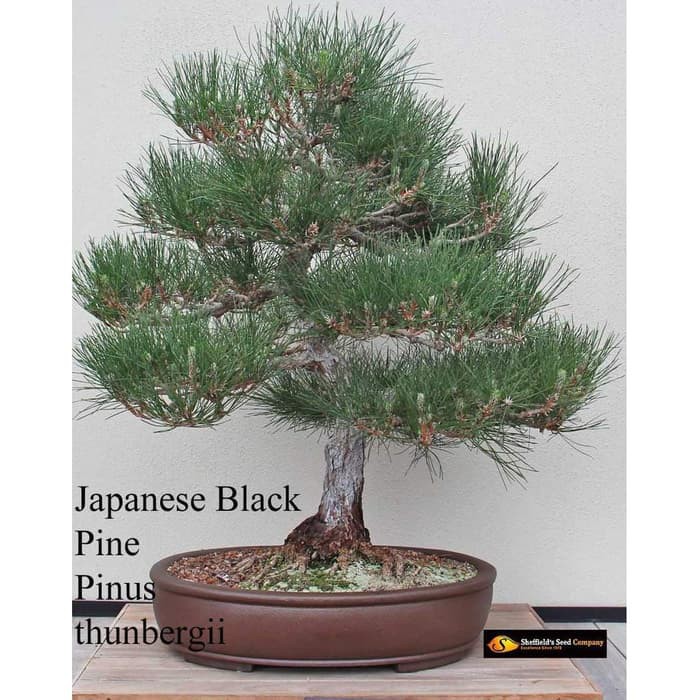 Amefurashi Benih Biji Pohon Japanese Black Pine Cocok Untuk Bonsai Seed