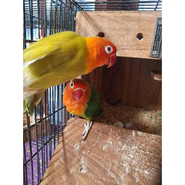 Lovebird pf green/blue x green/pf blue