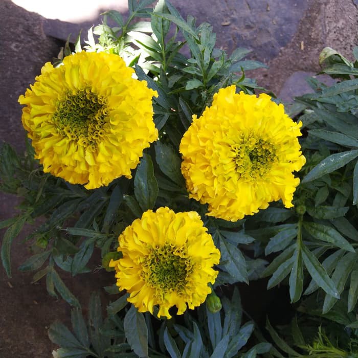 Tanaman Marigold kuning / kenikir kuning Kondisi Berbunga