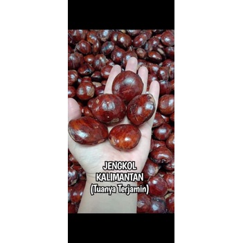 

(BJ) jengkol tua asli Kalimantan ukuran 500grm