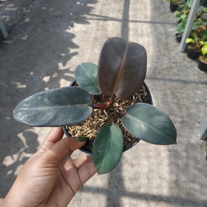 philodendron black cardinal