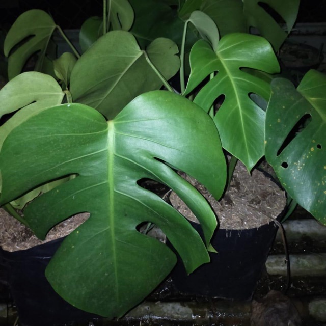 Tanaman Philodendron Monstera Deliciosa 3 Daun Shopee Indonesia