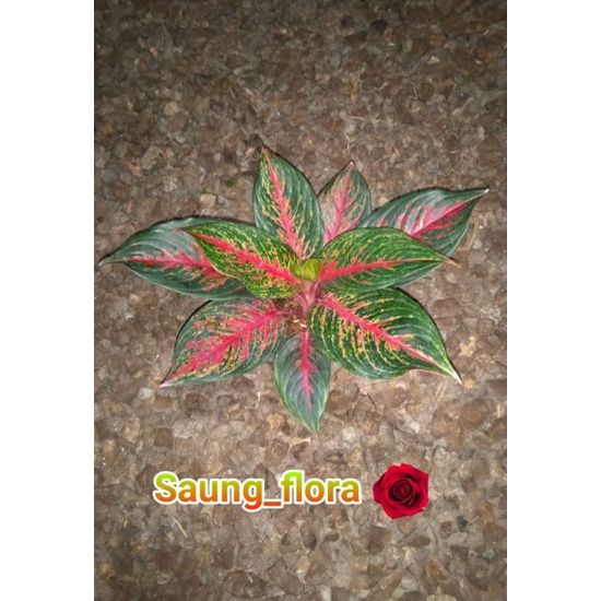 Aglaonema red anita // tanaman hias aglaonema red anita lokal murah
