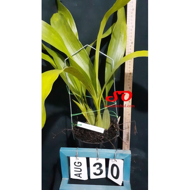 ☁ Coelogyne asperata *edisi promosi* ✿