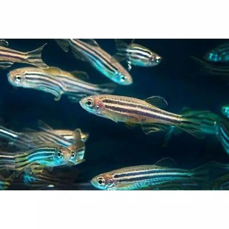 Danio Zebra Blue Ikan