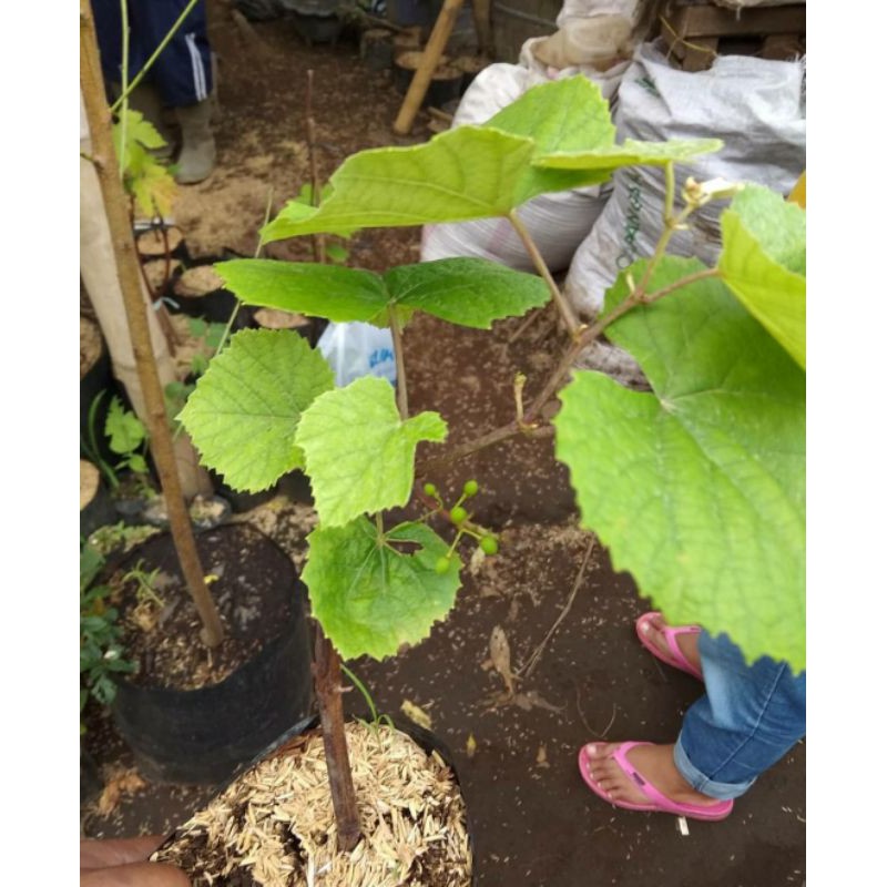 bibit anggur merah/anggur merah