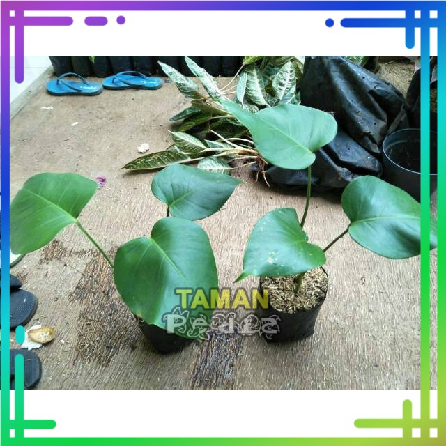 [Baby] Monstera Deliciosa/ Philodendron Monstera Deliciosa Ukuran Baby
