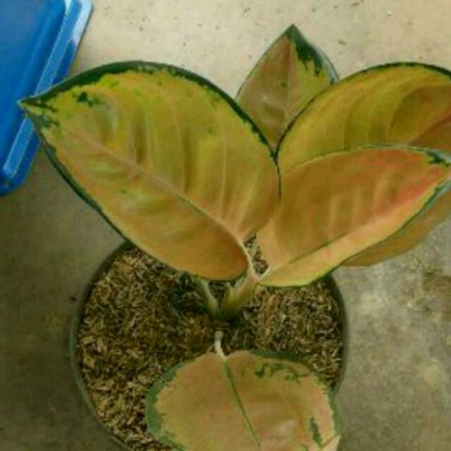 Bibit Bunga Aglonema Sultan Brunei