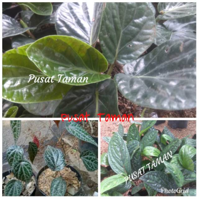 

Herbal Paket 3 tanaman sirih merah-badak papua&sirih badak jawa