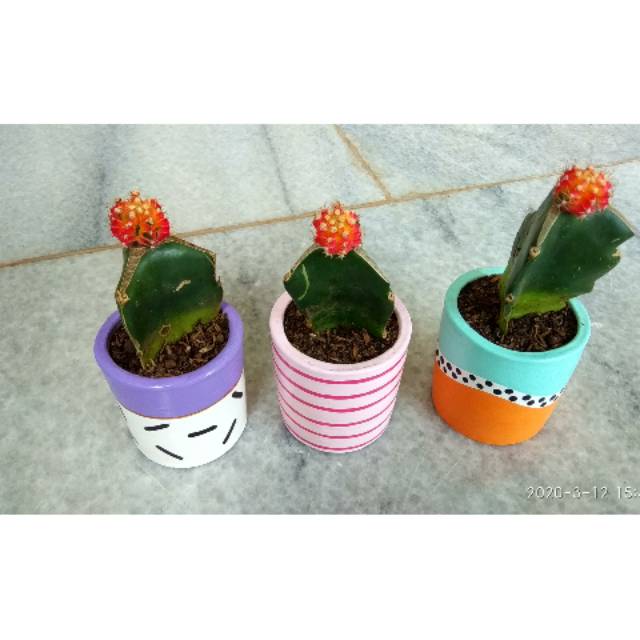 Kaktus Mini Dan Pot Lukis Shopee Indonesia