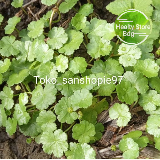 

Daun antanan atau pegagan kecil 300 gram