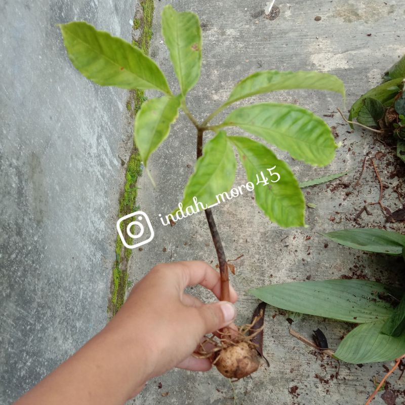 tanaman hias iles iles #porang #Amorphophallus muelleri Bl.