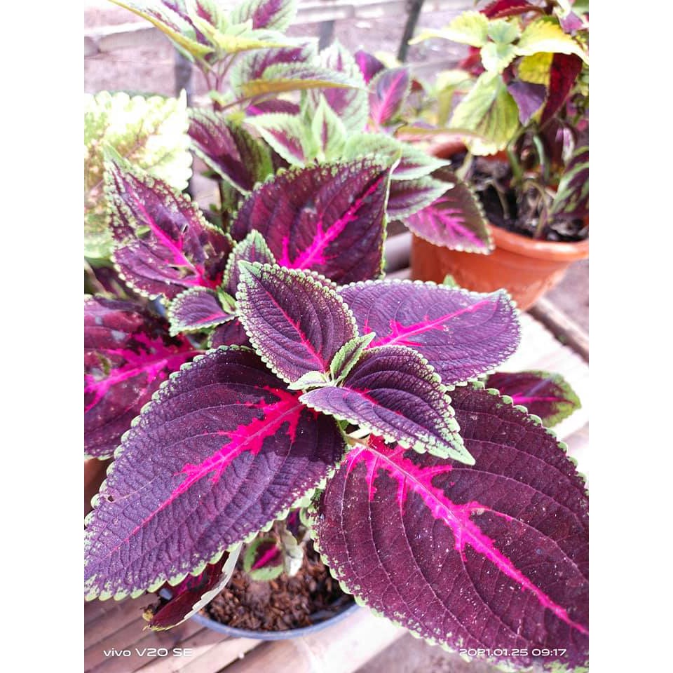 tanaman hidup miana ungu hijau murah berakar siap tanam